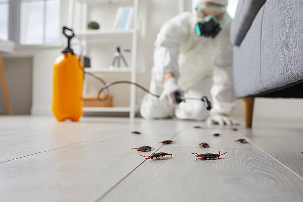 Trusted Termite Control service in Meadow Glade, WA - Nex Pest Control